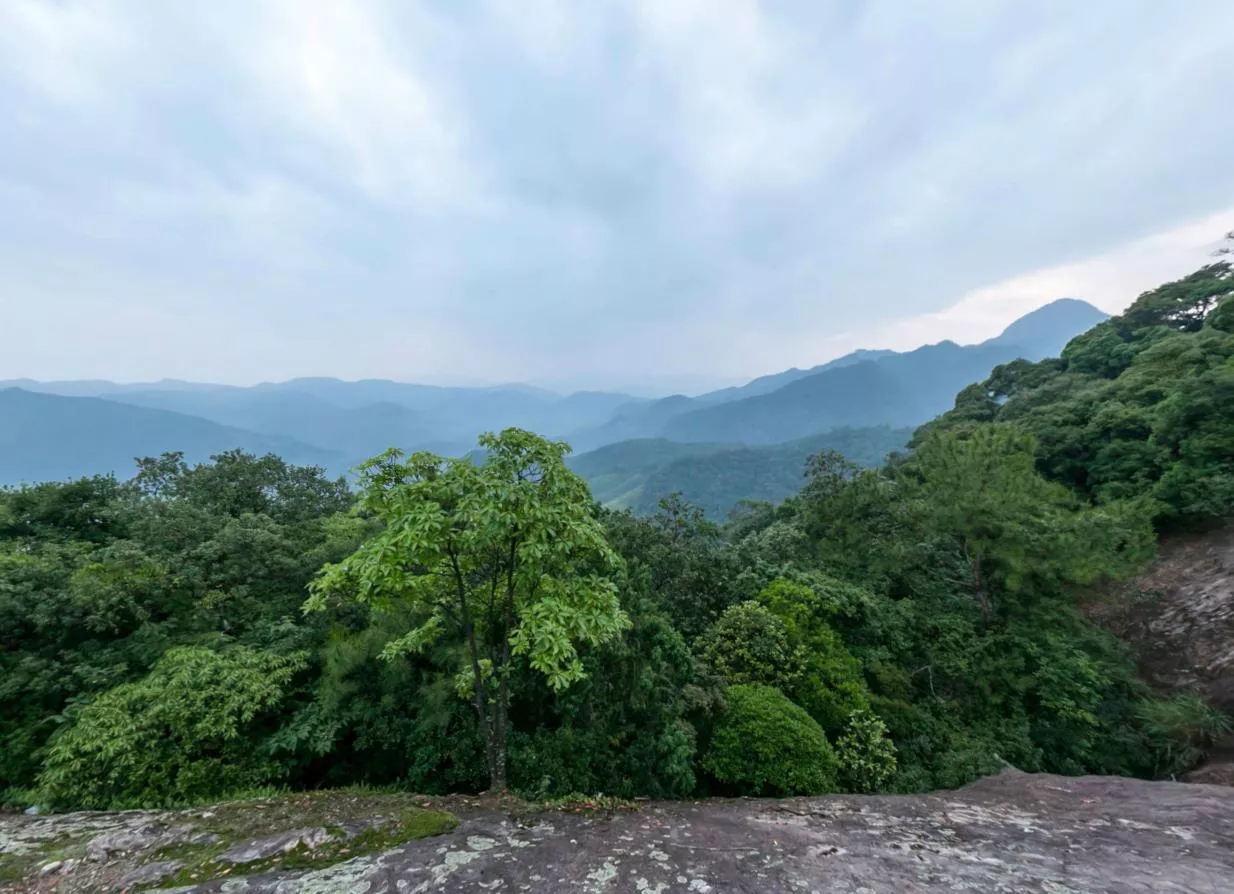 满山古藤柔劲矫健,如龙蛇飞舞,蜿蜒多姿的福建三明市瑞云山景区