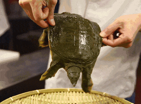 455_336gif 动态图 动图