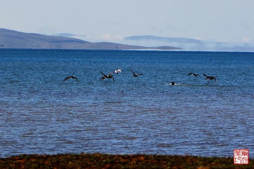 扎陵湖和鄂陵湖是淡水湖吗旅游攻略(扎陵湖和鄂陵湖是淡水湖吗景点