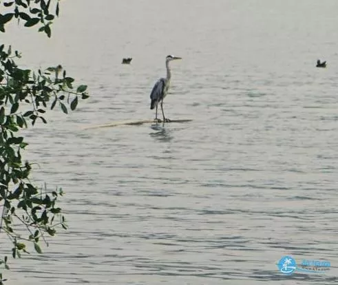 深圳湾一日游 深圳湾观鸟游记