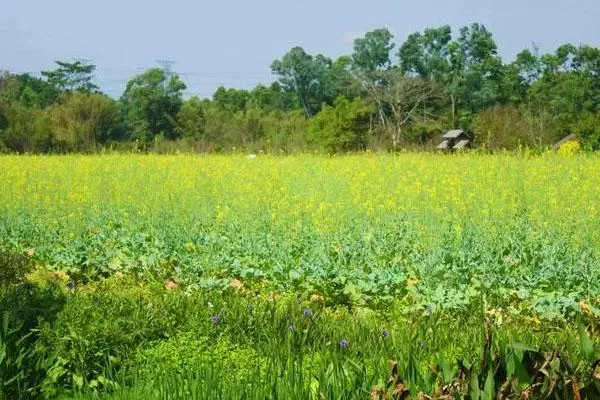 深圳油菜<a href='/huahai/' target=_blank>花海</a>在哪里 2022深圳赏油菜花最好的地方