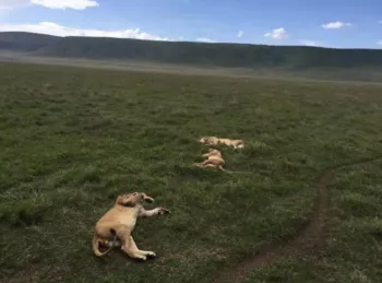 坦桑尼亚东非大草原safari旅游攻略