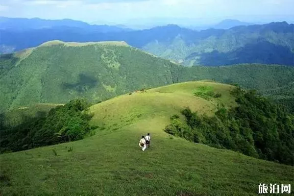 罗定八排山杜鹃花花期