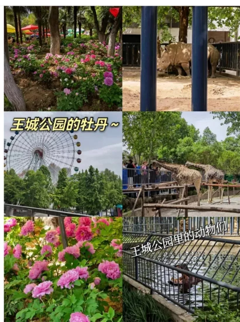 洛阳有什么好玩的地方旅游景点 洛阳值得去的十大景点 洛阳有旅游的