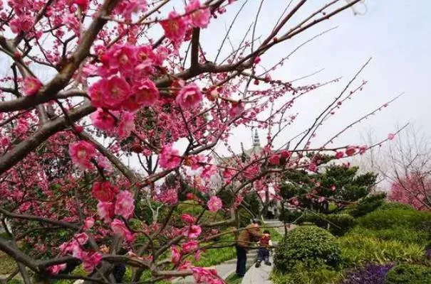 上海看梅花去哪个公园最好