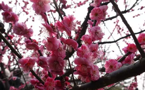 上海看梅花去哪个公园最好