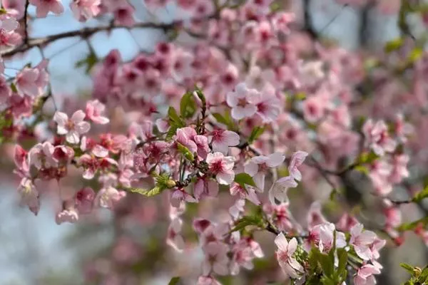 2023北京看樱花的好地方 附最佳赏花时间