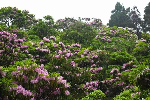 大连春天赏花的地方 八大最佳观赏地