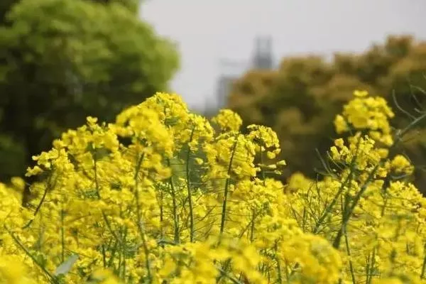 绍兴看油菜花最好的地方