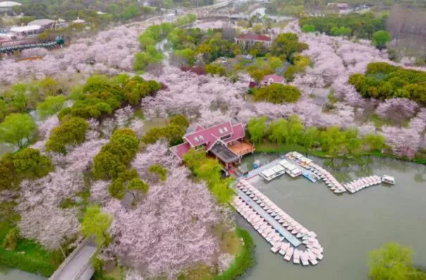 2023上海顾村
园看樱花最佳时间